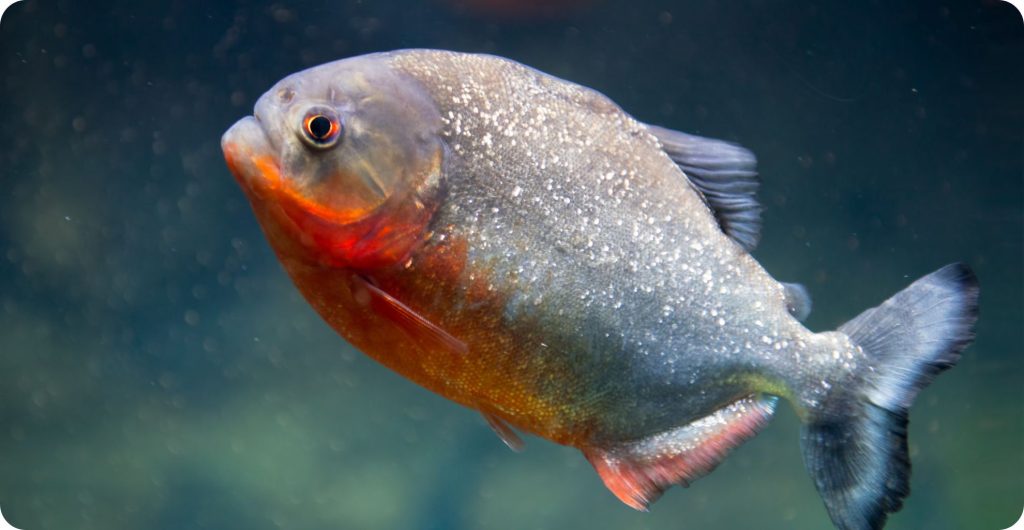 piranha
one of the mystery animals in the amazon rainforest